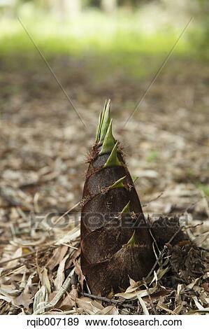 Stock Photo - Bamboo Shoot. Fotosearch