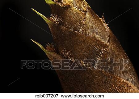 Stock Photo - Bamboo Shoot. Fotosearch