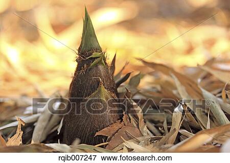 Bamboo Shoot View Large Photo Image Stock Photo - Bamboo Shoot. Fotosearch