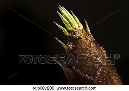 Stock Photograph - Bamboo Shoot. Fotosearch