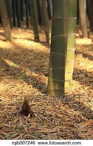 Bamboo Shoot View Large Photo Image Stock Photograph - Bamboo Shoot. Fotosearch
