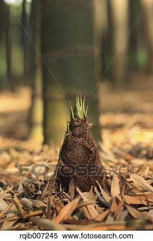 Bamboo Shoot View Large Photo Image Stock Photography - Bamboo Shoot. Fotosearch