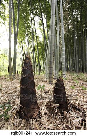 Bamboo Shoots View Large Photo Image Stock Image - Bamboo Shoots. Fotosearch