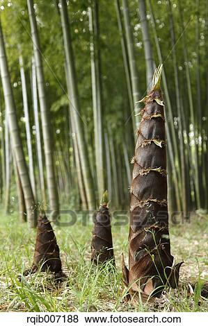 Stock Photo - Bamboo Shoots. Fotosearch