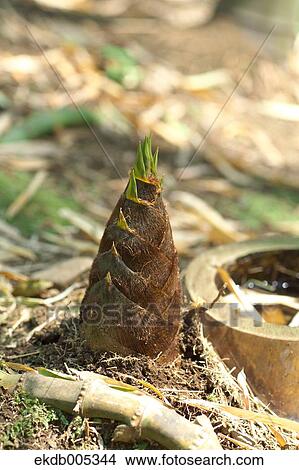 Picture - Bamboo Sprout. Fotosearch