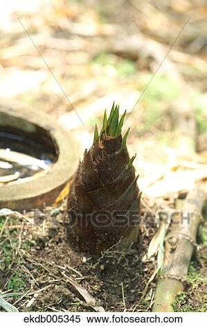 Bamboo Sprout View Large Photo Image Stock Photography - Bamboo Sprout. Fotosearch
