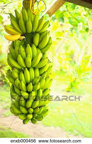 Banana tree View Large Photo Image Stock Photograph - Banana tree. Fotosearch