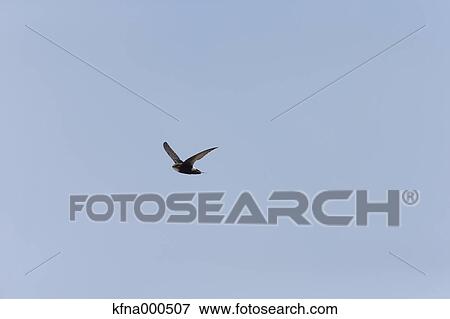 Barn Swallow View Large Photo Image Stock Photo - Barn Swallow. Fotosearch