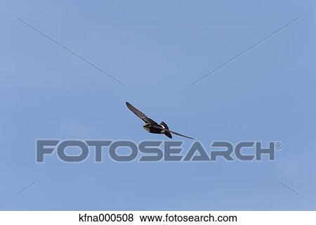Barn Swallow View Large Photo Image Stock Photo - Barn Swallow. Fotosearch