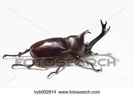 Picture - Beetle. Fotosearch