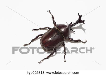 Beetle View Large Photo Image Stock Image - Beetle. Fotosearch