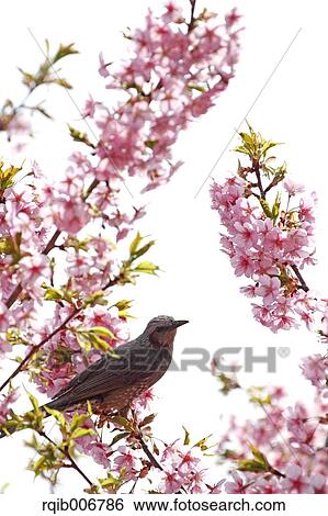 Bird and cherry blossoms View Large Photo Image Stock Photograph - Bird and cherry blossoms. Fotosearch