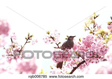 Bird and cherry blossoms View Large Photo Image Stock Photography - Bird and cherry blossoms. Fotosearch