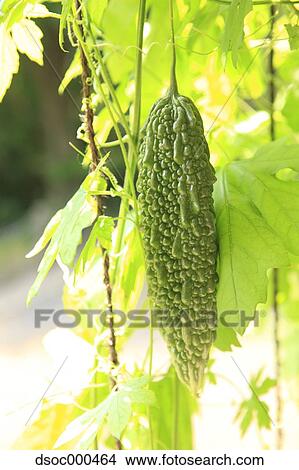 Bitter Gourd View Large Photo Image Picture - Bitter Gourd. Fotosearch