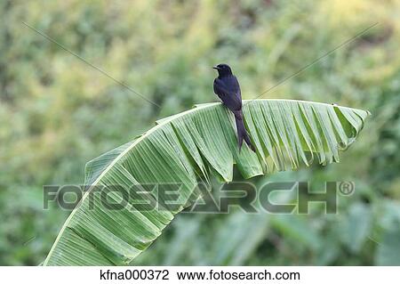 Black Drongo View Large Photo Image Stock Image - Black Drongo. Fotosearch