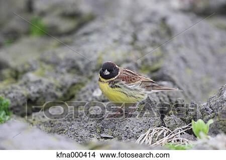 Black-Faced Bunting View Large Photo Image Picture - Black-Faced Bunting. Fotosearch