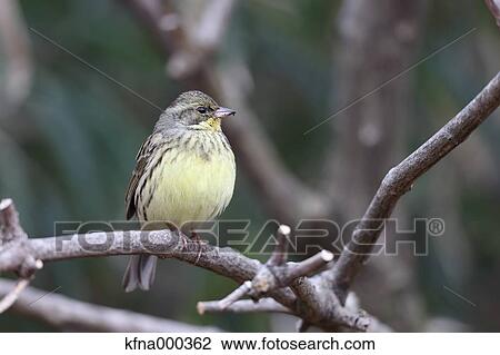 Black-Faced Bunting View Large Photo Image Stock Image - Black-Faced Bunting. Fotosearch