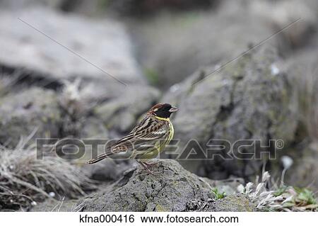 Black-Faced Bunting View Large Photo Image Stock Photograph - Black-Faced Bunting. Fotosearch