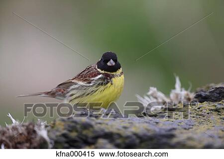 Black-Faced Bunting View Large Photo Image Stock Photography - Black-Faced Bunting. Fotosearch