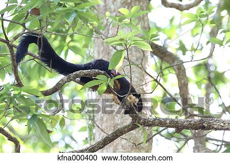 Black Giant Squirrel View Large Photo Image Stock Image - Black Giant Squirrel. Fotosearch