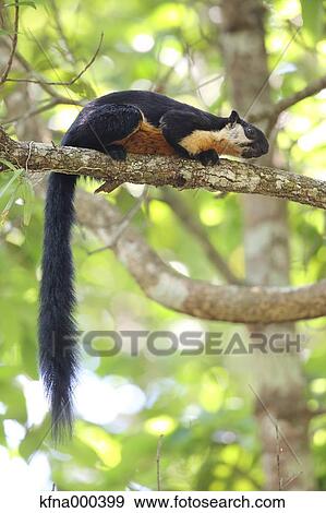 Stock Photo - Black Giant Squirrel. Fotosearch