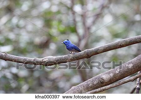Black-Naped Monarch View Large Photo Image Stock Photo - Black-Naped Monarch. Fotosearch