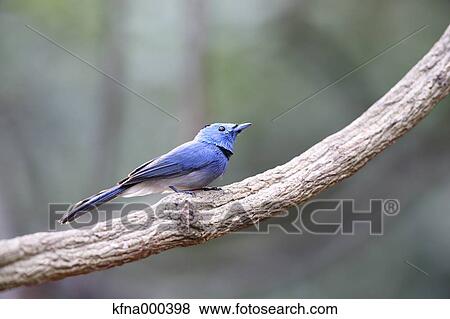 Black-Naped Monarch View Large Photo Image Stock Photo - Black-Naped Monarch. Fotosearch
