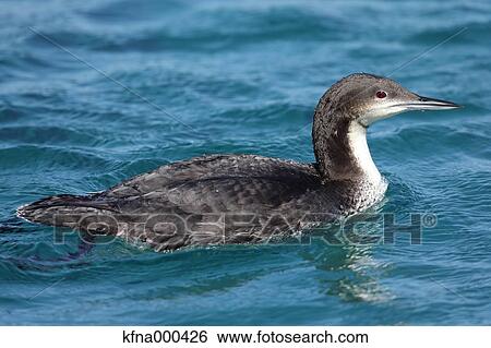 Black-Throated Loon View Large Photo Image Stock Photograph - Black-Throated Loon. Fotosearch