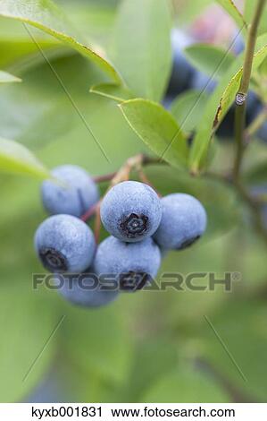 Blueberries View Large Photo Image Stock Image - Blueberries. Fotosearch