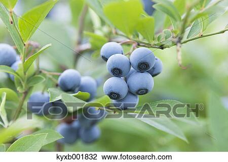 Blueberries View Large Photo Image Stock Image - Blueberries. Fotosearch