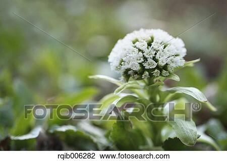 Bog Rhubarb View Large Photo Image Stock Image - Bog Rhubarb. Fotosearch
