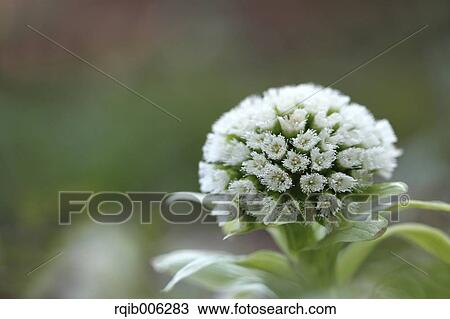 Bog Rhubarb View Large Photo Image Stock Image - Bog Rhubarb. Fotosearch