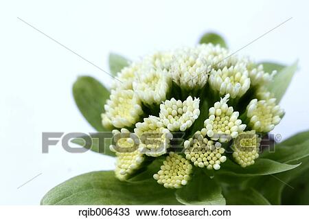 Bog Rhubarb View Large Photo Image Stock Image - Bog Rhubarb. Fotosearch