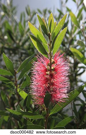 Bottlebrush View Large Photo Image Stock Image - Bottlebrush. Fotosearch