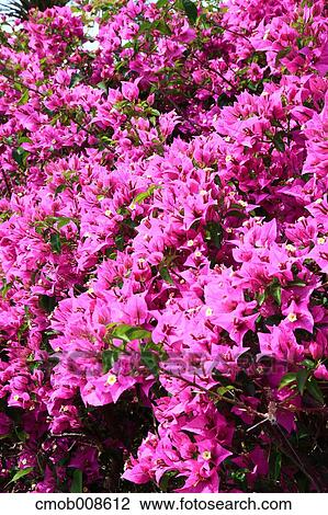 Bougainvillea View Large Photo Image Stock Image - Bougainvillea. Fotosearch