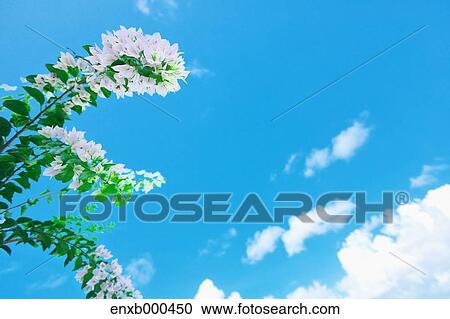 Stock Image - Bougainvillea. Fotosearch