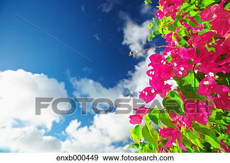Bougainvillea View Large Photo Image Stock Photo - Bougainvillea. Fotosearch