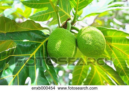 Breadfruit View Large Photo Image Picture - Breadfruit. Fotosearch