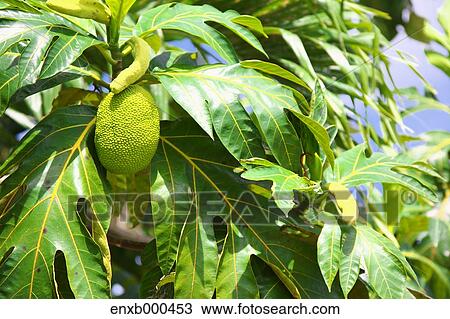 Breadfruit View Large Photo Image Stock Image - Breadfruit. Fotosearch