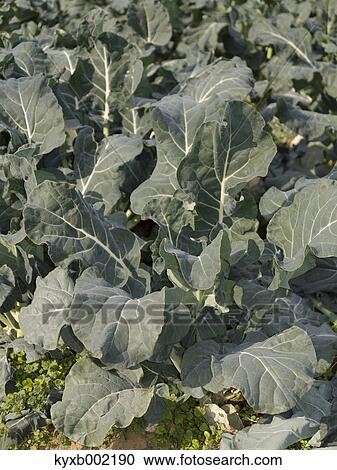 Stock Image - Broccoli field. Fotosearch