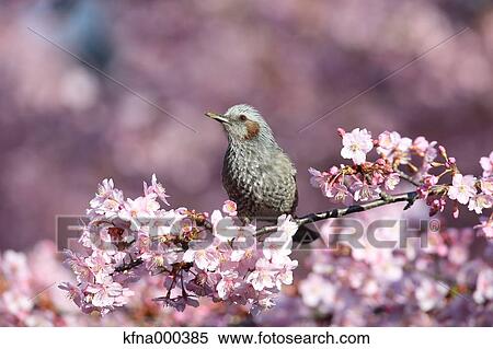 Brown-Eared Bulbul View Large Photo Image Stock Photography - Brown-Eared Bulbul. Fotosearch