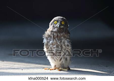 Picture - Brown Hawk-Owl. Fotosearch