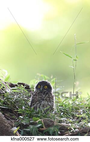 Brown Hawk-Owl View Large Photo Image Stock Photo - Brown Hawk-Owl. Fotosearch