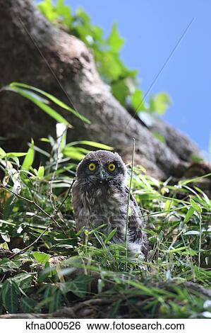 Brown Hawk-Owl View Large Photo Image Stock Photograph - Brown Hawk-Owl. Fotosearch