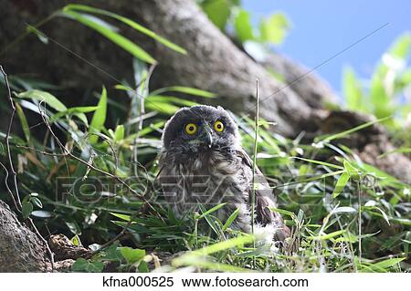 Brown Hawk-Owl View Large Photo Image Stock Photography - Brown Hawk-Owl. Fotosearch