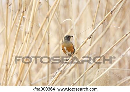 Picture - Brown-Headed Thrush. Fotosearch