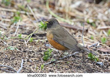 Stock Image - Brown-Headed Thrush. Fotosearch