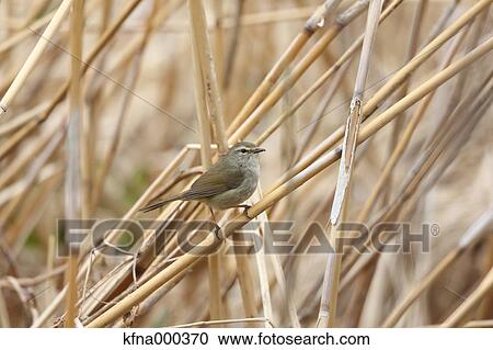 Stock Image - Bush Warbler. Fotosearch
