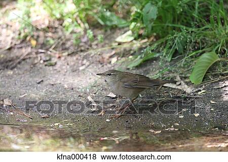 Bush Warbler View Large Photo Image Stock Photo - Bush Warbler. Fotosearch