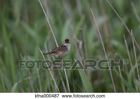 Stock Photo - Bush Warbler. Fotosearch